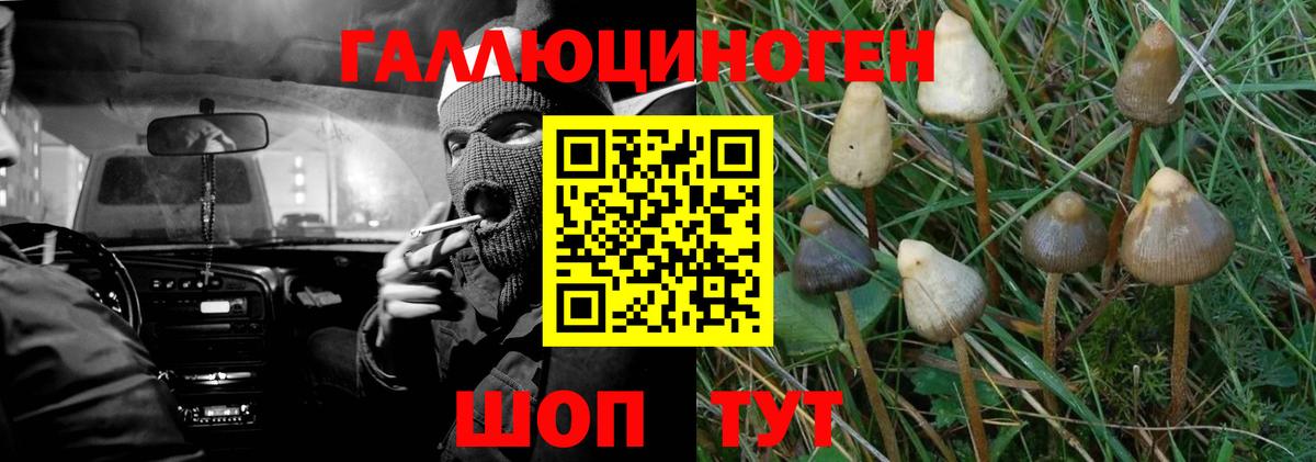 Галлюциногенные грибы Cubensis  купить  сайты  Галлюциногенные грибы прущие грибы  Старая Русса  Вход с VPN 